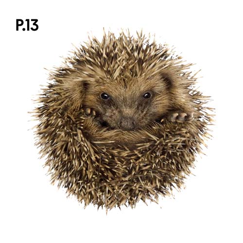 Přírodopis_motiv13.jpg Přírodopis_motiv13.jpg